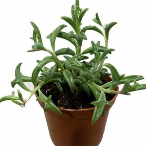 *LIVE* String Of Dolphins Healthy Rooted In Pot (Buy 1 Get Mystery Plant)